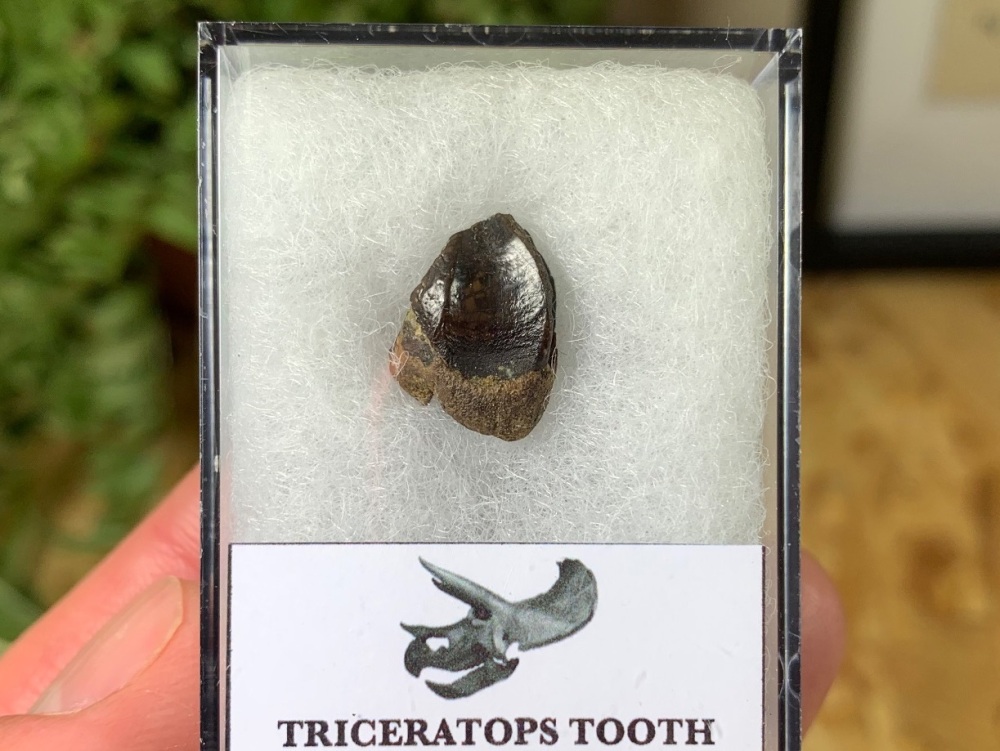 Rooted Triceratops Tooth #04