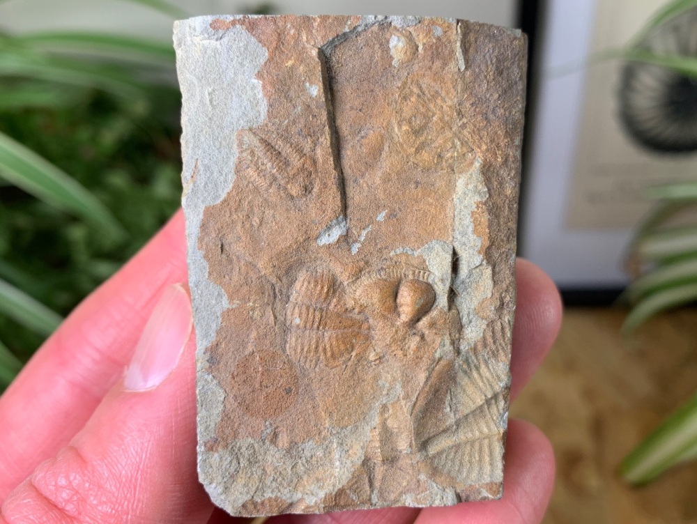 Trinucleid & Ogyginus Trilobites (Wales) #02