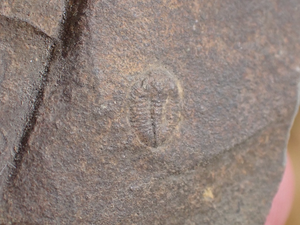 Ogyginus cordensis Trilobite (Wales) #03