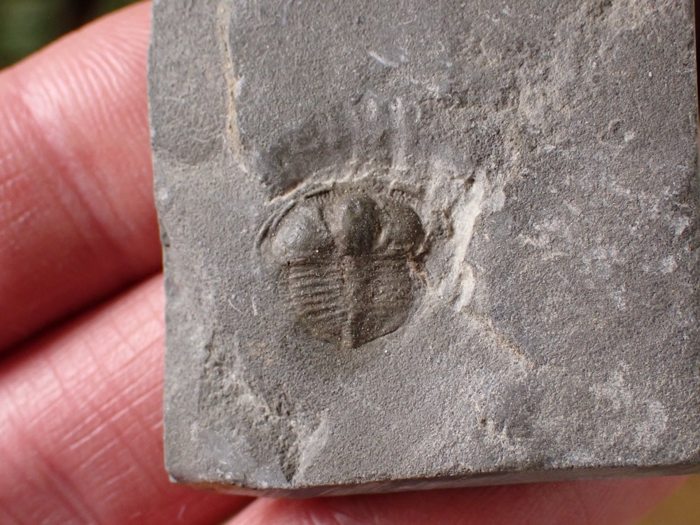 Trinucleus abruptus Trilobite (Wales) #01
