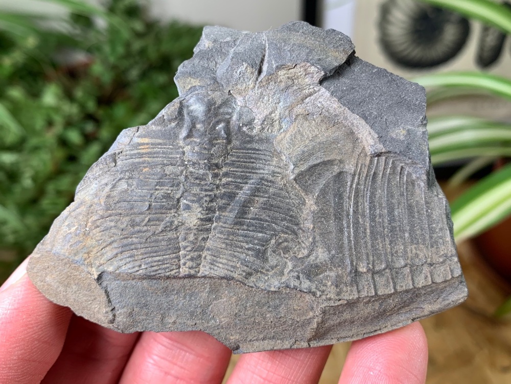 Ogyginus cordensis Trilobites (Wales) #04