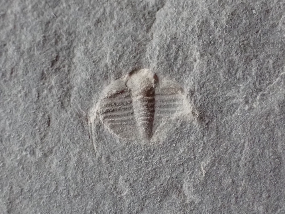 RARE Anebolithus simplicior Trilobite (Wales) #06