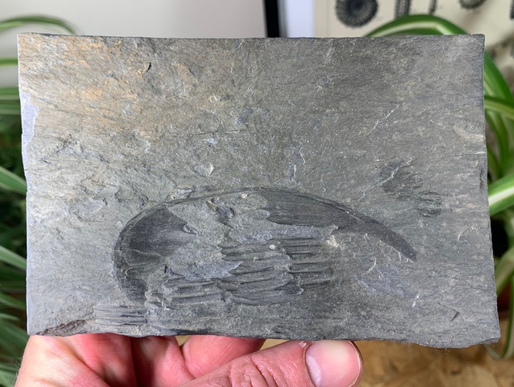 Ogyginus cordensis Trilobite (Wales) #07