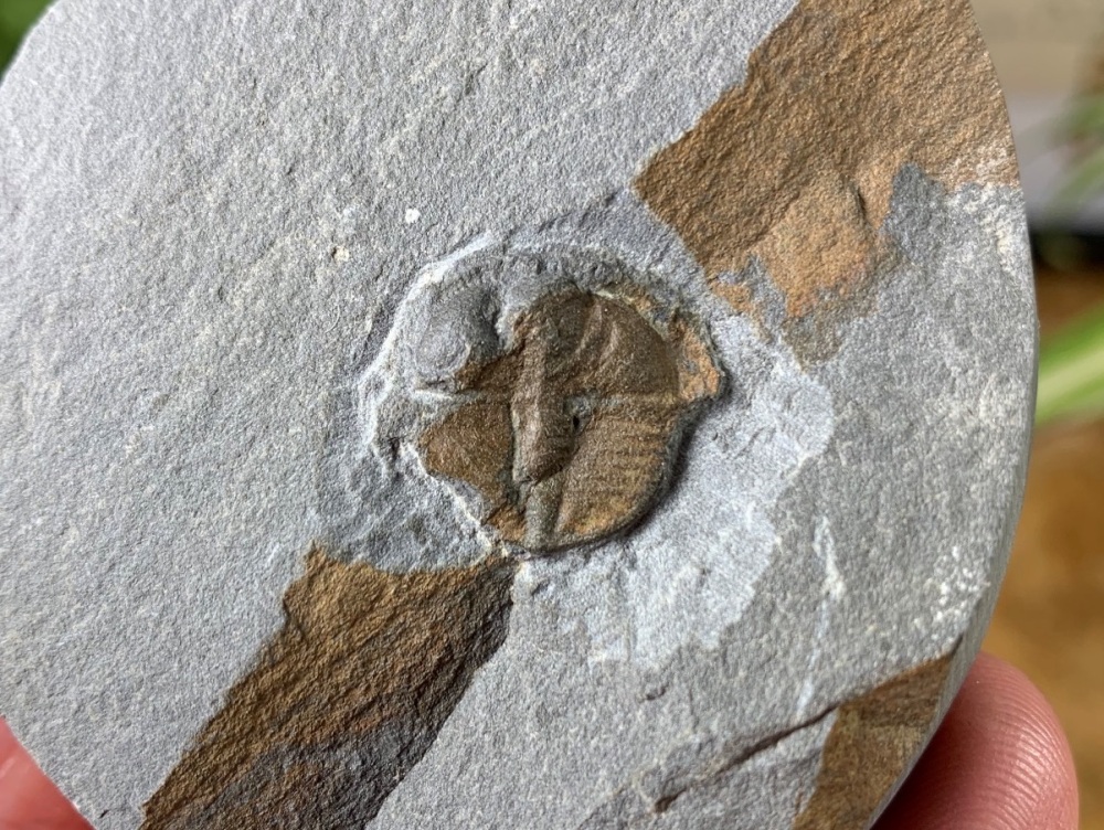 Trinucleid Trilobite (Wales) #08