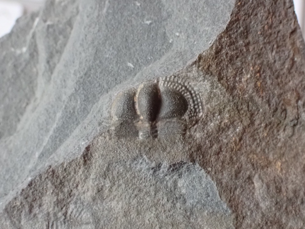 Bettonolithus chamberlaini Trilobite (Wales) #09