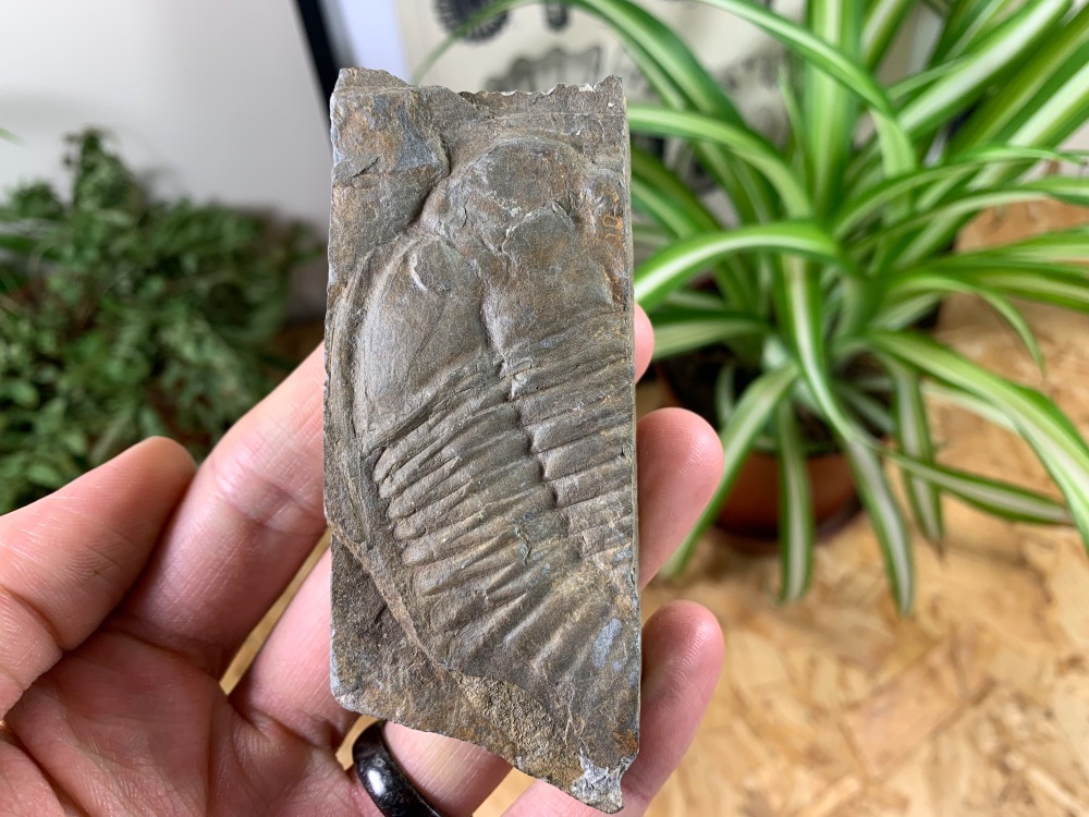 Ogyginus cordensis Trilobite (Wales) #10