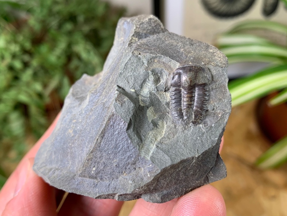 Ellipsocephalus hoffi, Czech Republic #01