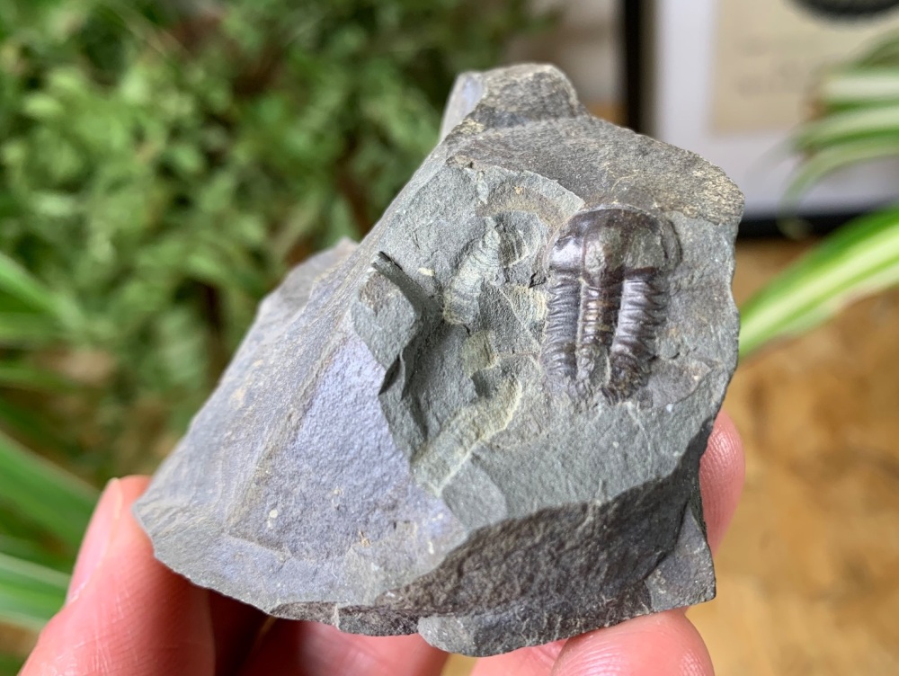 Ellipsocephalus hoffi, Czech Republic #01