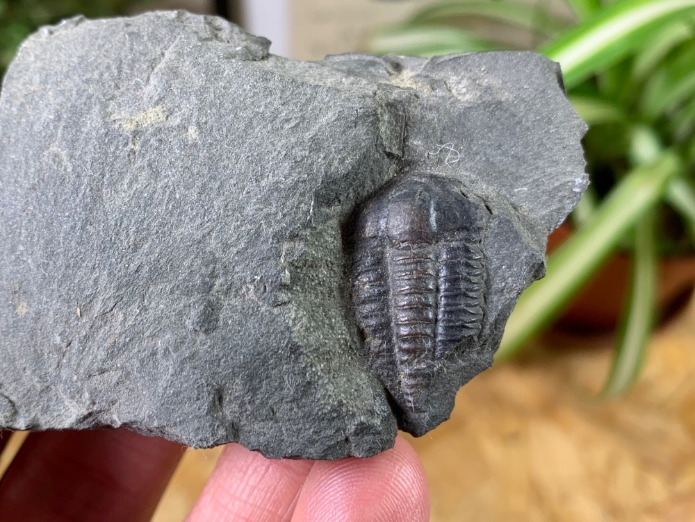 Ellipsocephalus hoffi, Czech Republic #02