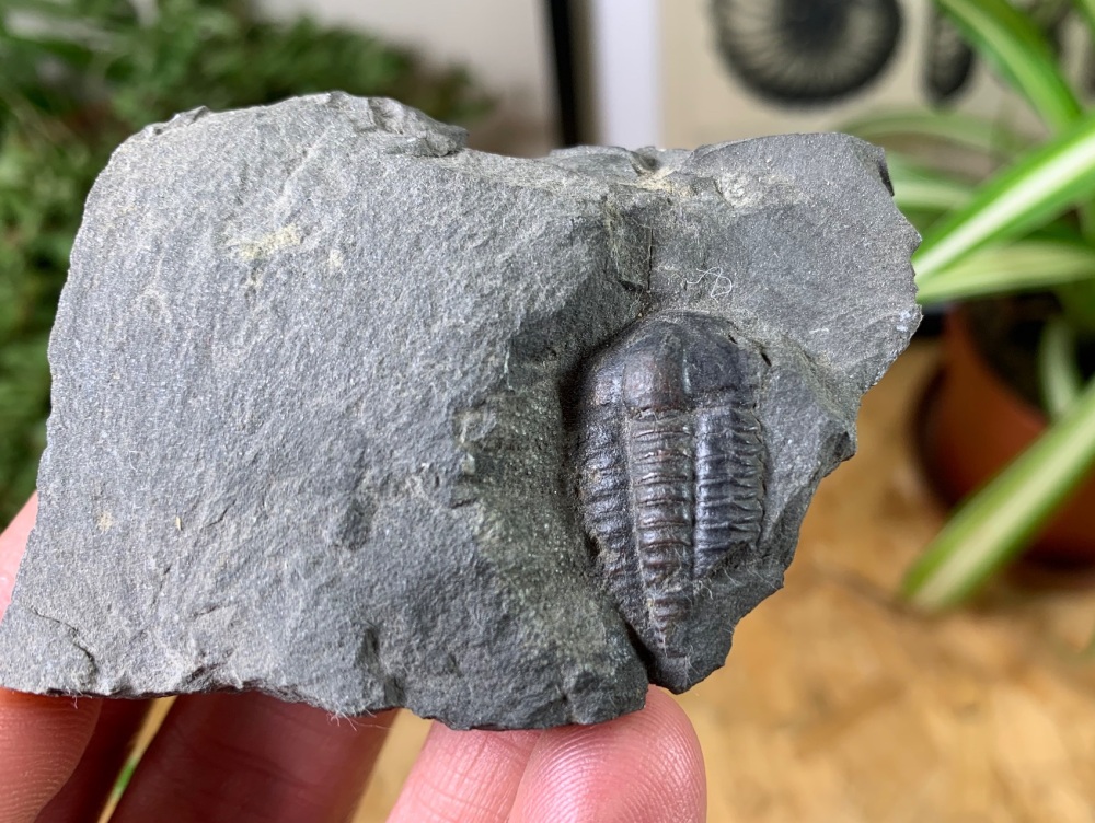 Ellipsocephalus hoffi, Czech Republic #02