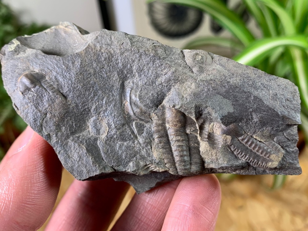 Ellipsocephalus hoffi, Czech Republic #03
