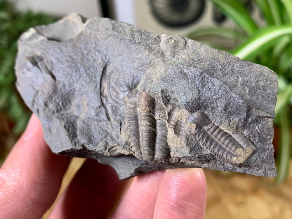 Ellipsocephalus hoffi, Czech Republic #03