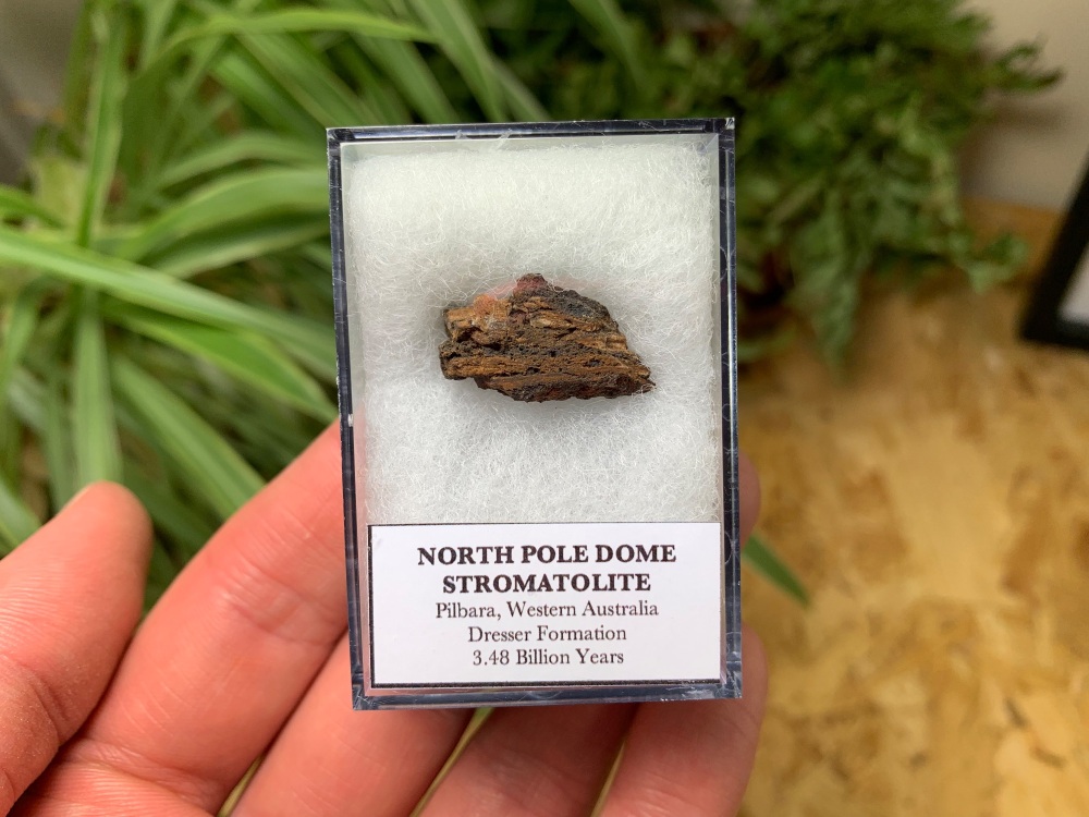 FIRST LIFE, North Pole Dome Stromatolite (Pilbara, Australia) #07