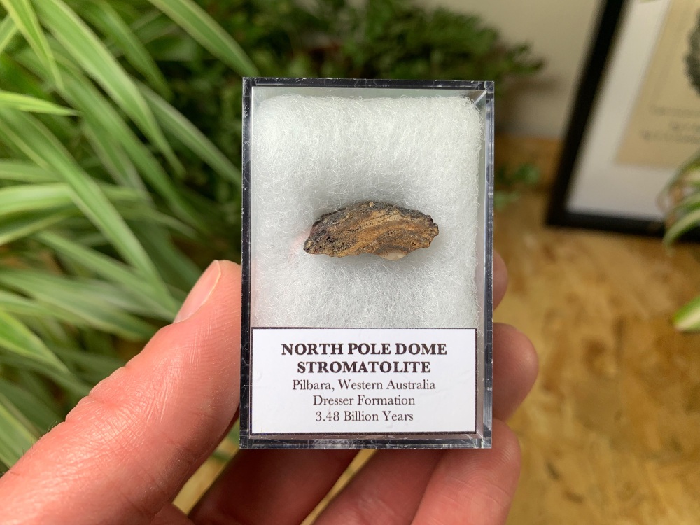 FIRST LIFE, North Pole Dome Stromatolite (Pilbara, Australia) #08