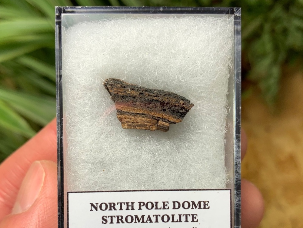 FIRST LIFE, North Pole Dome Stromatolite (Pilbara, Australia) #09