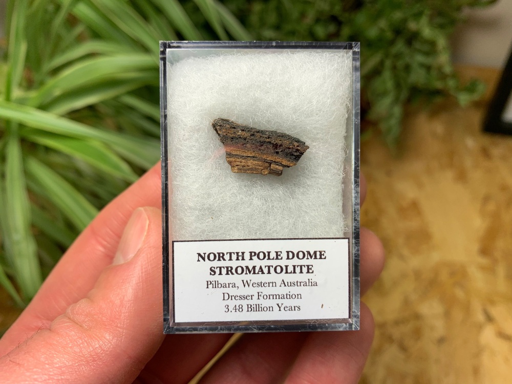 FIRST LIFE, North Pole Dome Stromatolite (Pilbara, Australia) #09
