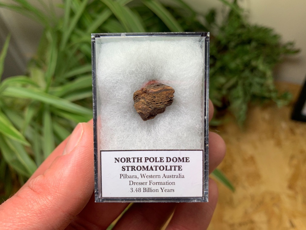 FIRST LIFE, North Pole Dome Stromatolite (Pilbara, Australia) #10