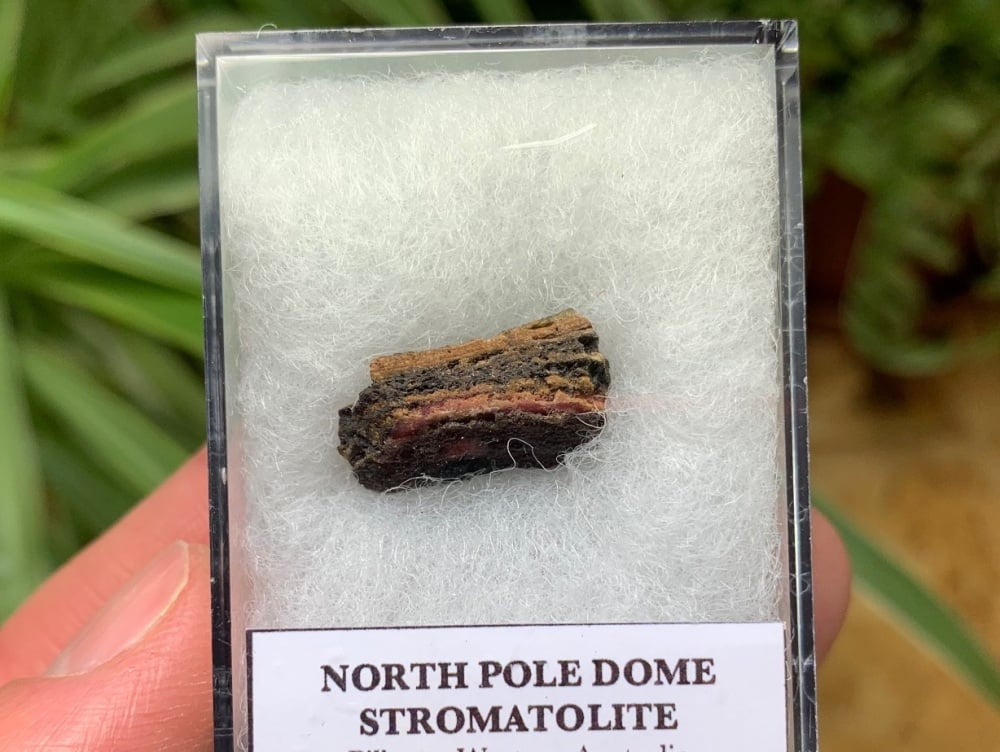 FIRST LIFE, North Pole Dome Stromatolite (Pilbara, Australia) #11