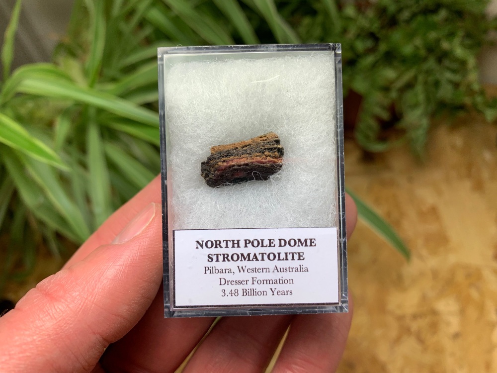 FIRST LIFE, North Pole Dome Stromatolite (Pilbara, Australia) #11