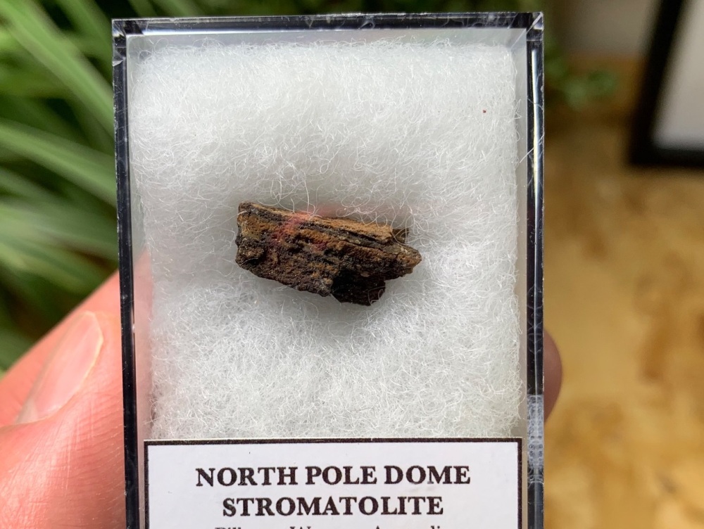FIRST LIFE, North Pole Dome Stromatolite (Pilbara, Australia) #12