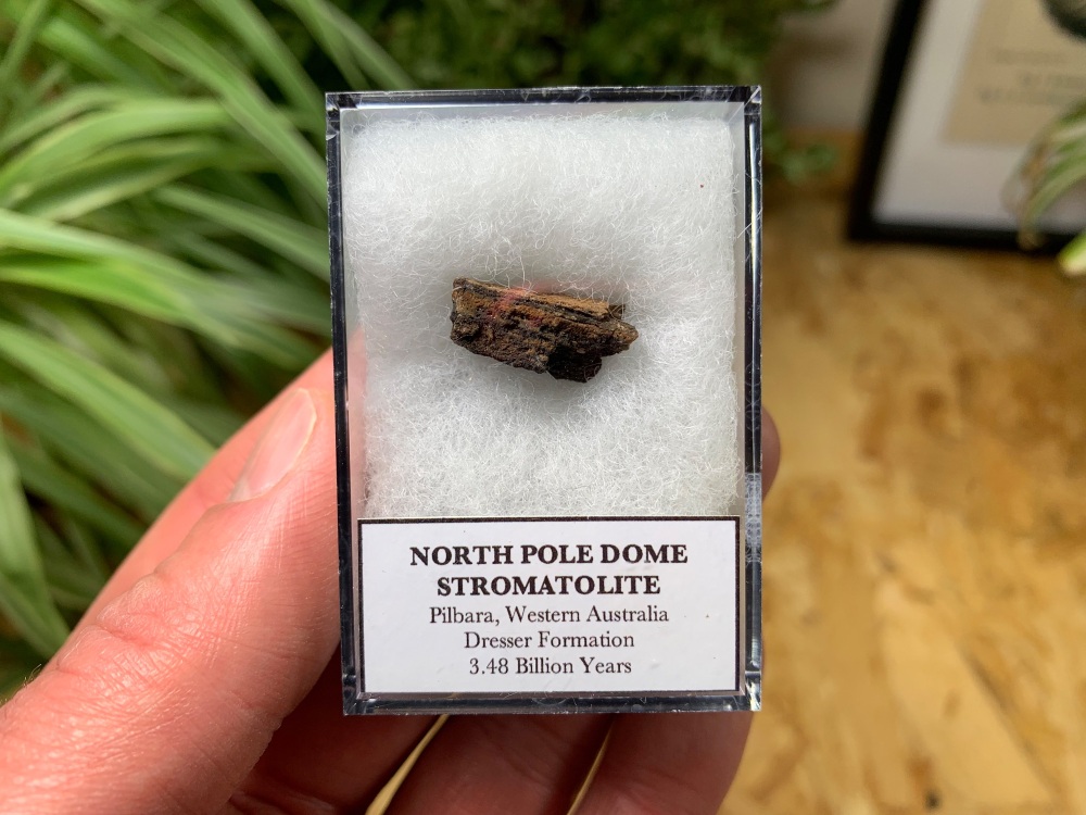 FIRST LIFE, North Pole Dome Stromatolite (Pilbara, Australia) #12