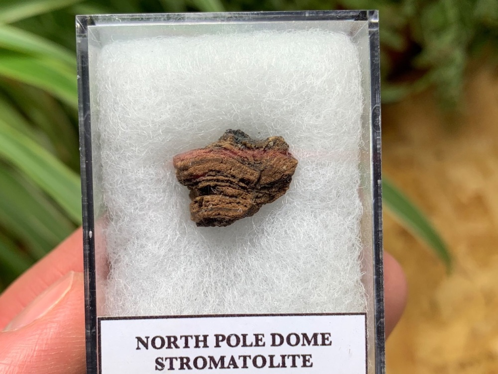 FIRST LIFE, North Pole Dome Stromatolite (Pilbara, Australia) #13