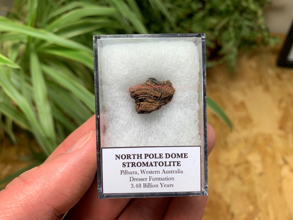FIRST LIFE, North Pole Dome Stromatolite (Pilbara, Australia) #13