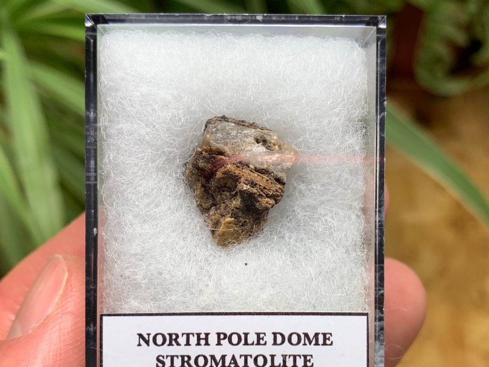 FIRST LIFE, North Pole Dome Stromatolite (Pilbara, Australia) #14