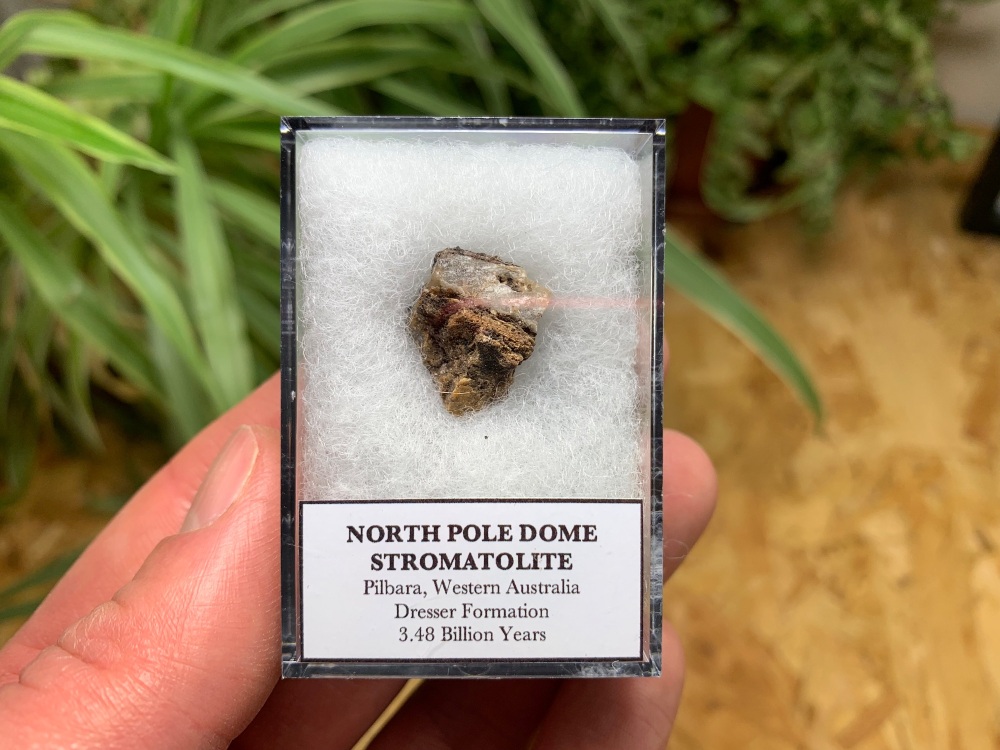 FIRST LIFE, North Pole Dome Stromatolite (Pilbara, Australia) #14