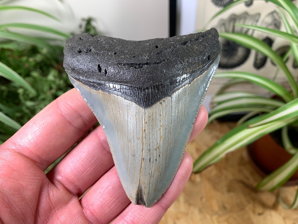 Megalodon Tooth (South Carolina) - 3.63 inch #02