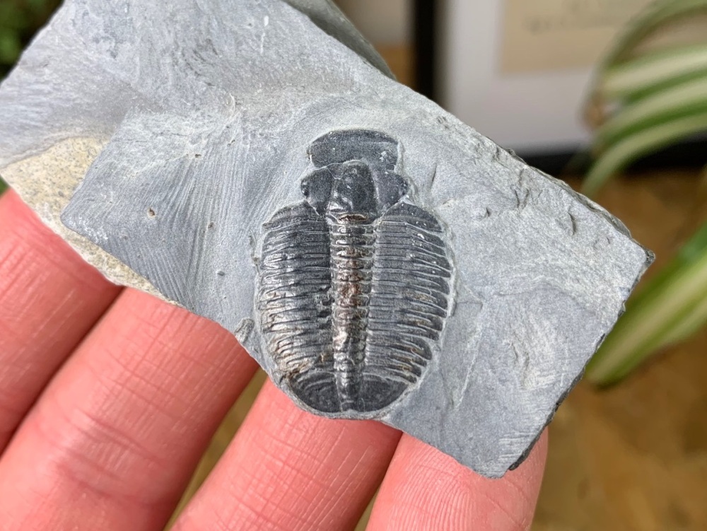 Elrathia Kingi Trilobite #01