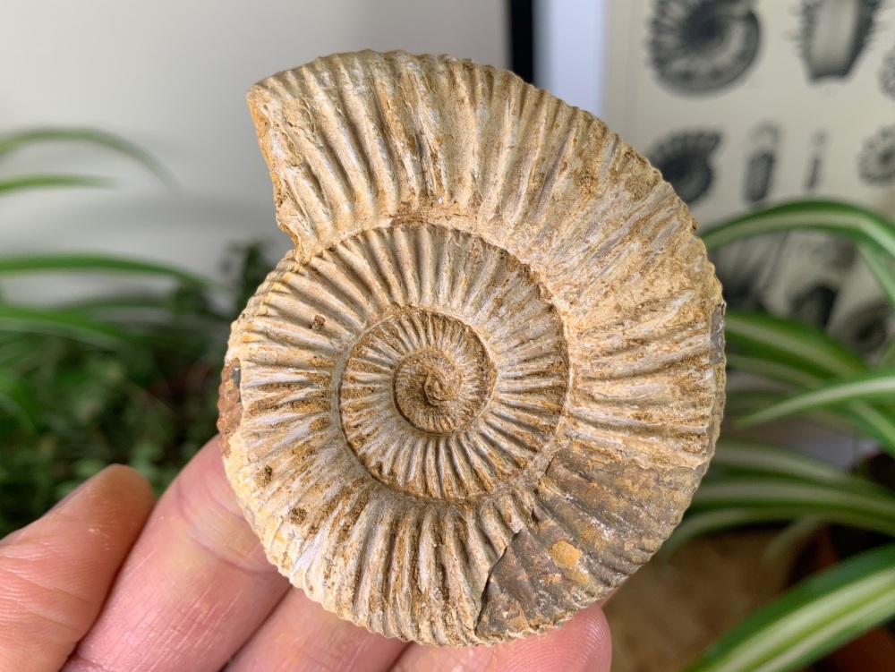Perisphinctes Ammonite - 7.3CM #15