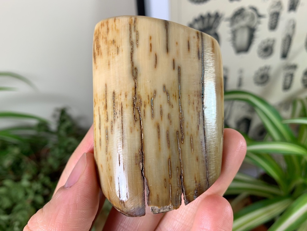 Polished Mammoth Tusk (Siberia) #01