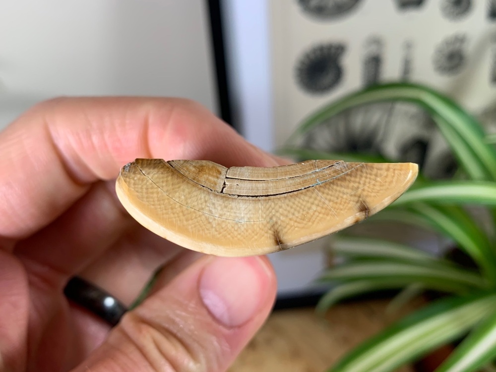 Polished Mammoth Tusk (Siberia) #01