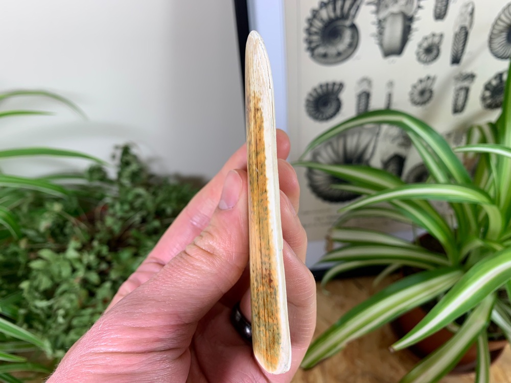 Polished Mammoth Tusk (Siberia) #02