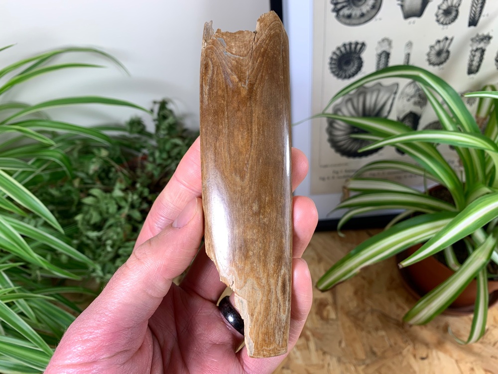 Polished Mammoth Tusk (Siberia) #02