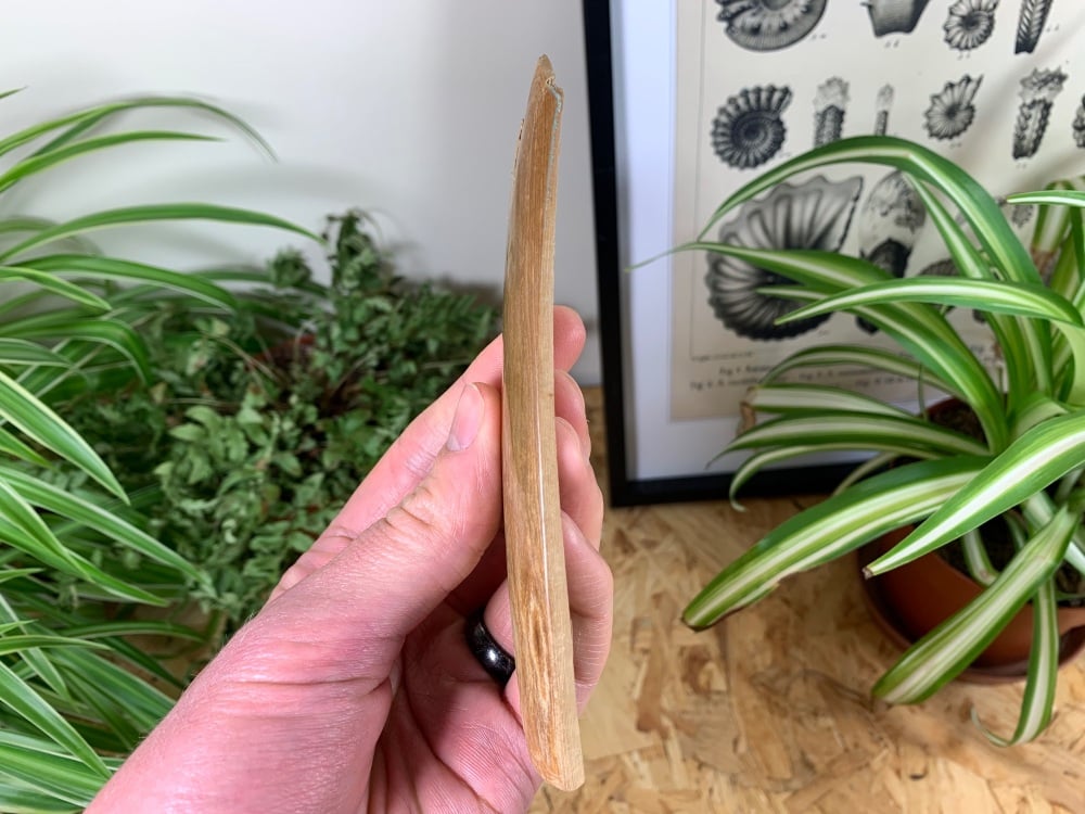 Polished Mammoth Tusk (Siberia) #03