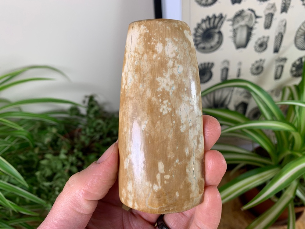 Polished Mammoth Tusk (Siberia) #04