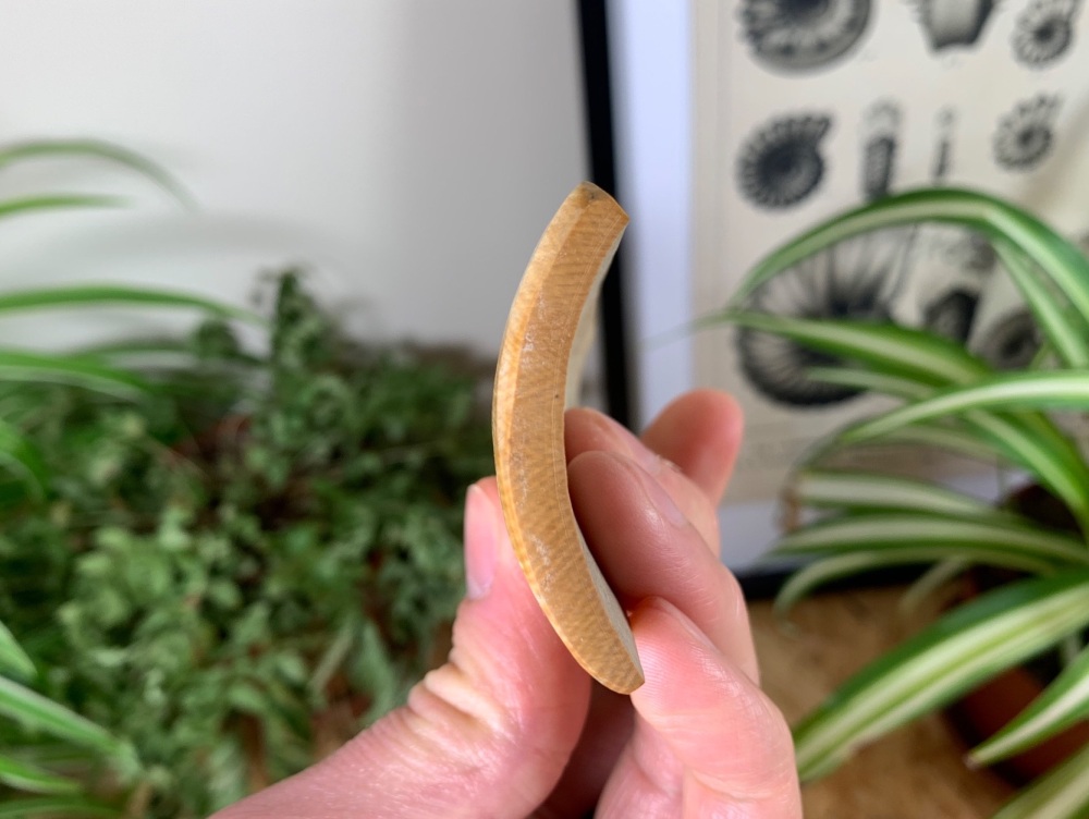 Polished Mammoth Tusk (Siberia) #04