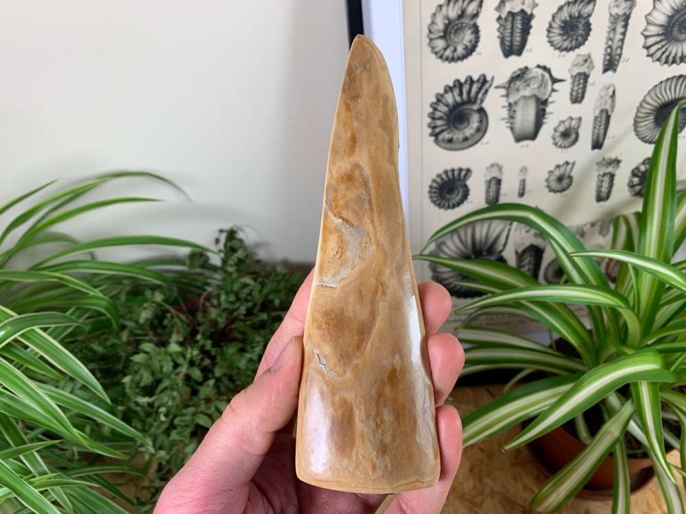 Polished Mammoth Tusk (Siberia) #05