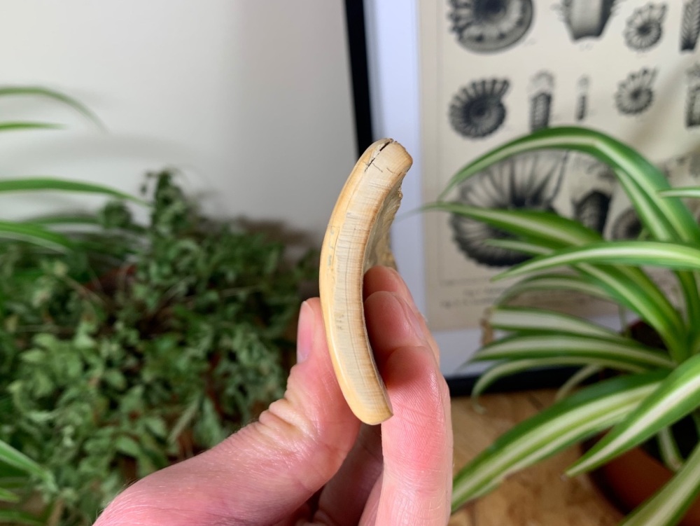 Polished Mammoth Tusk (Siberia) #05