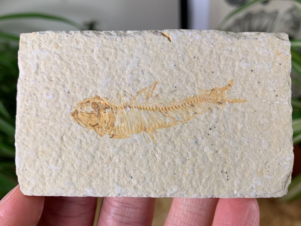 Fossil Fish, Green River Formation #28