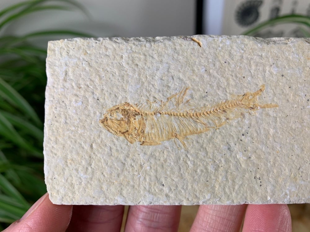 Fossil Fish, Green River Formation #28