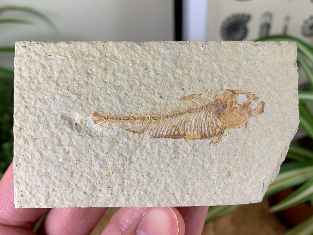 Fossil Fish, Green River Formation #29