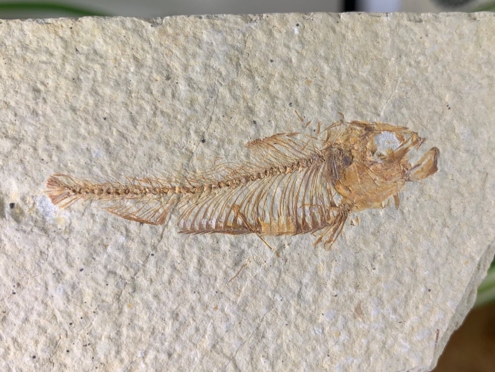 Fossil Fish, Green River Formation #29
