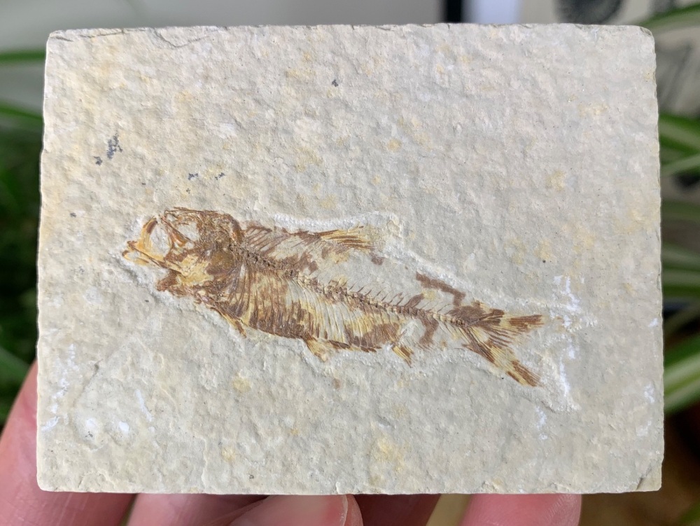 Fossil Fish, Green River Formation #30