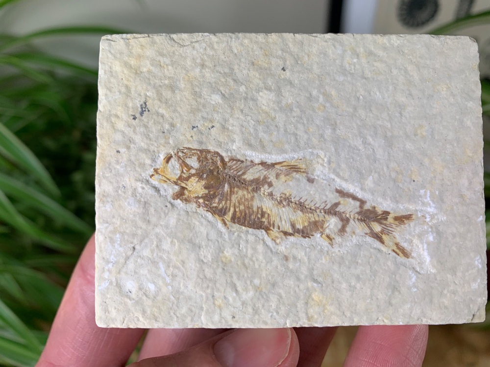 Fossil Fish, Green River Formation #30