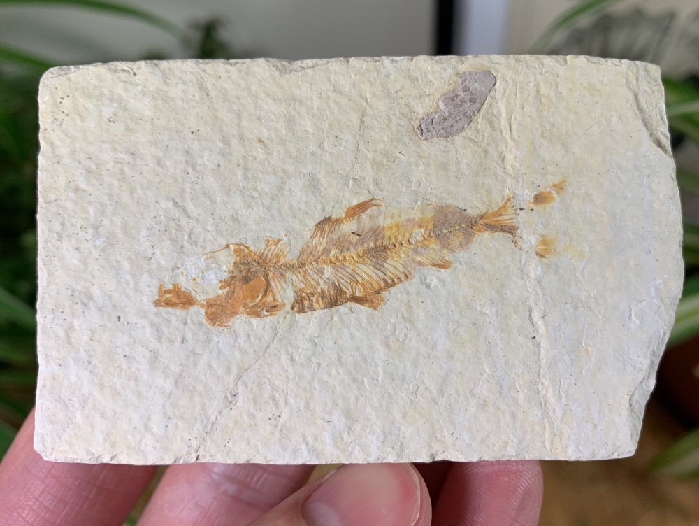 Fossil Fish, Green River Formation #31