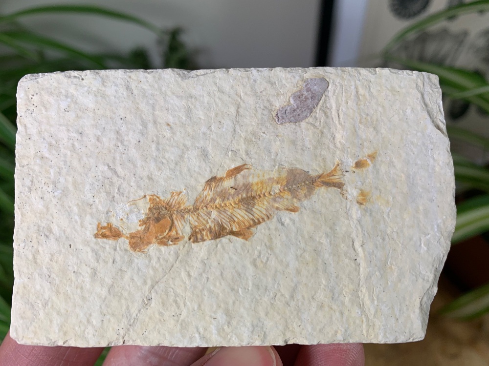 Fossil Fish, Green River Formation #31
