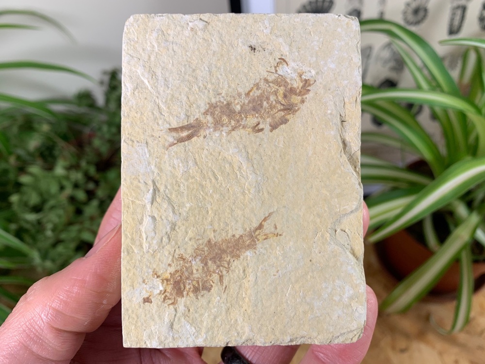 Fossil Fish, Green River Formation #32